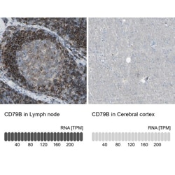 CD79B Antibody, Novus Biologicals 0.1mL; Unlabeled:Antibodies, Polyclonal